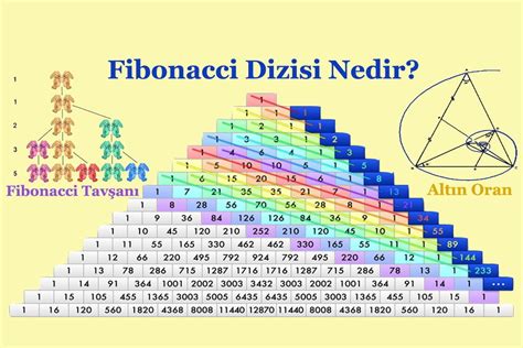leonardo fibonacci sayı dizisi